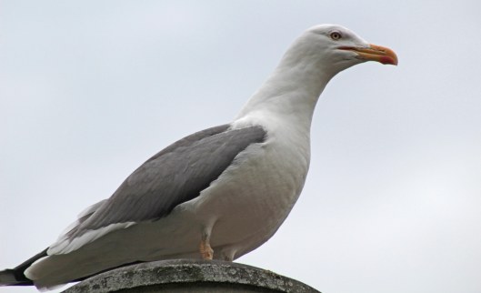 161122-gull-foot-paddling