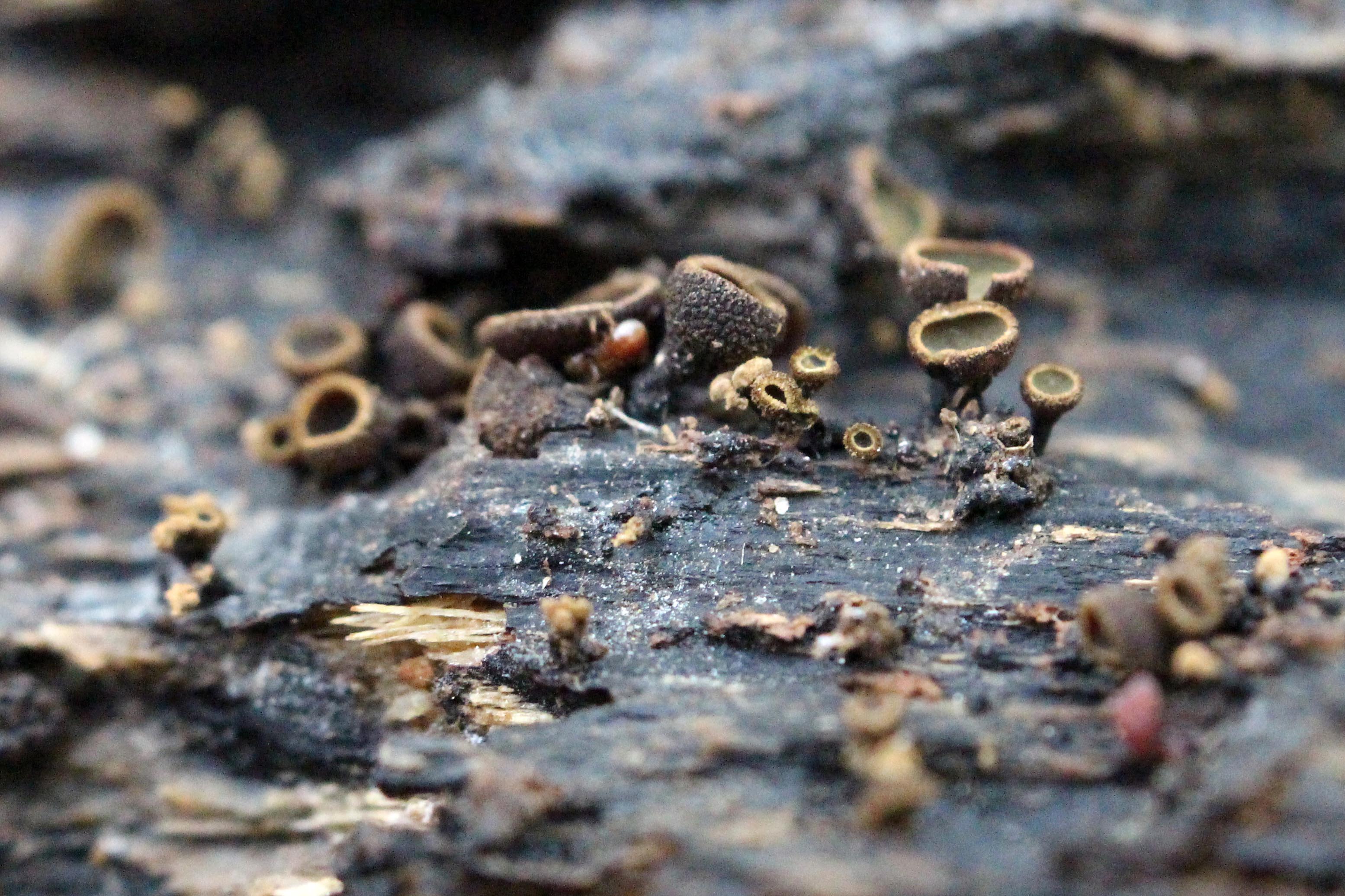 diplocarpa-bloxamii-heath-st179799-7