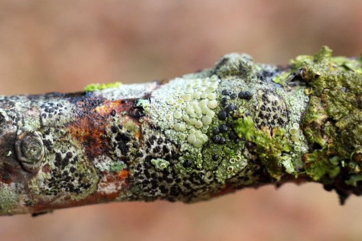 151203-lichen-2
