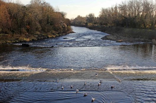 161204g-river-taff-from-blackweir-bridge