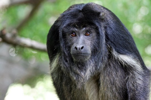 161207-black-howler-monkey-1