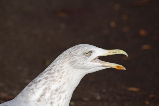 161208 gull singing (1)