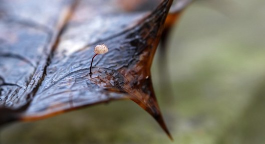 161209-holly-parachute-3