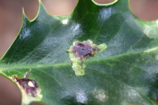 161210-holly-leaf-miner-1