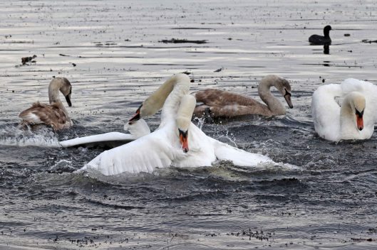 161211-fighting-swans-4