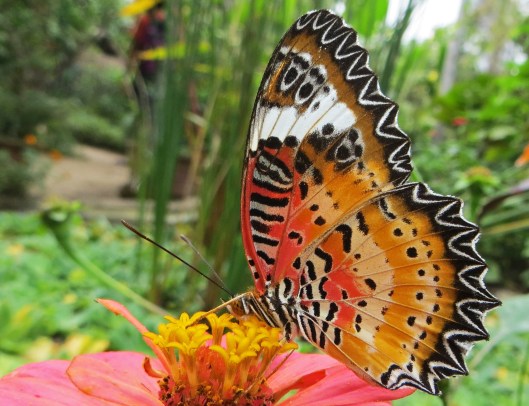 161221-cambodia-leopard-lacewing-1