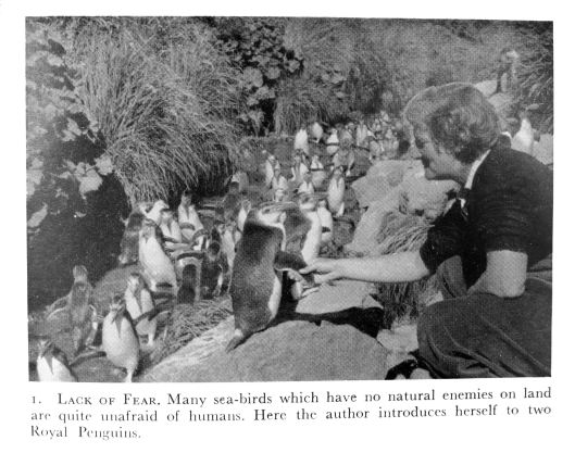 161221-mary-gillham-and-penguin-1