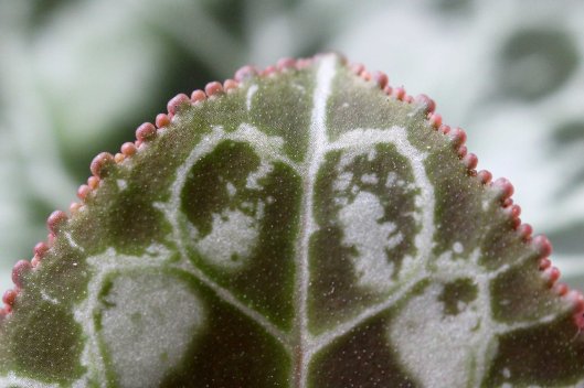 161226-heart-shape-2