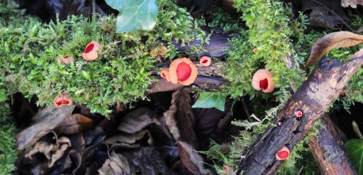 170103-scarlet-elfcup-1