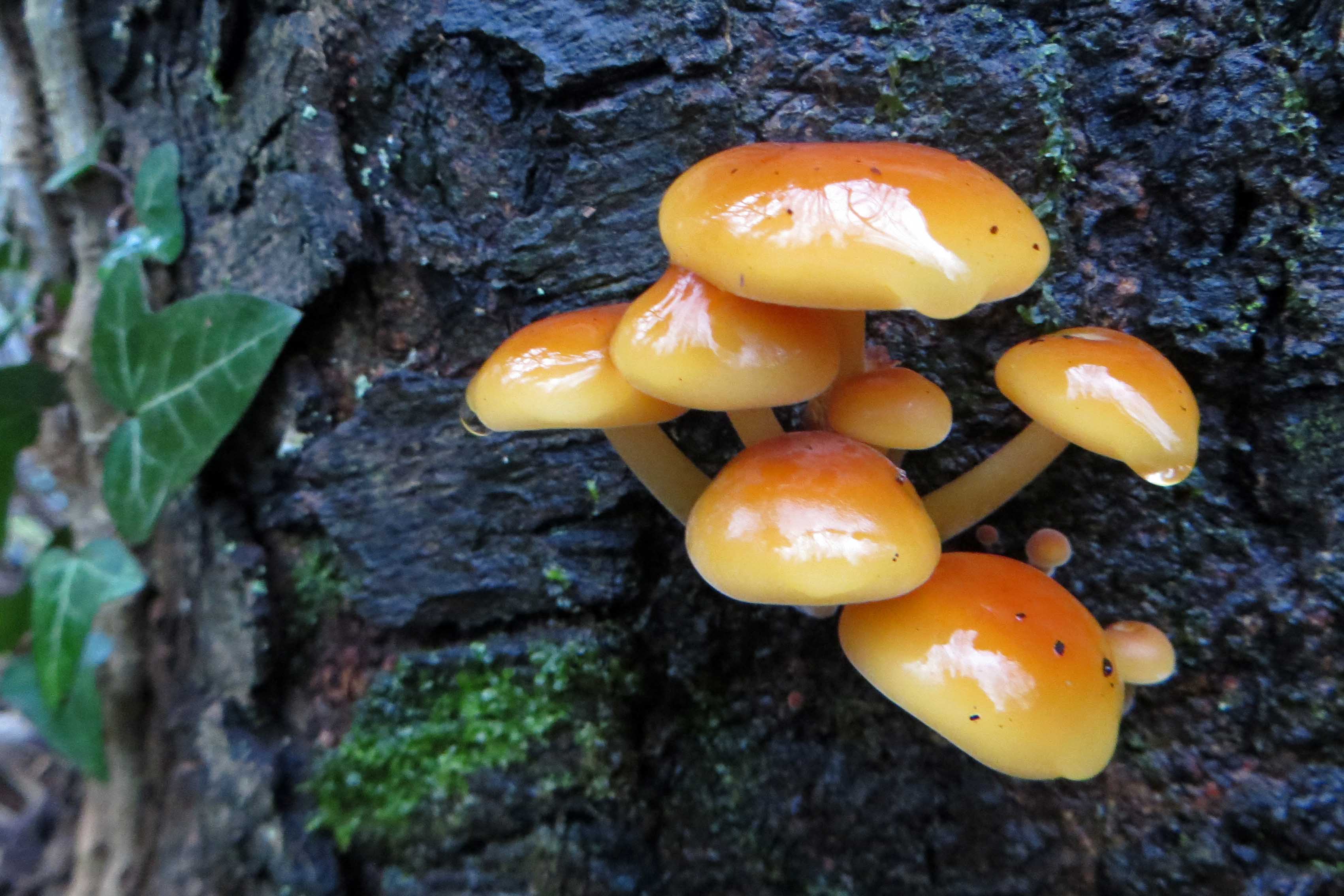 170106-flammulina-velutipes-velvet-shank1