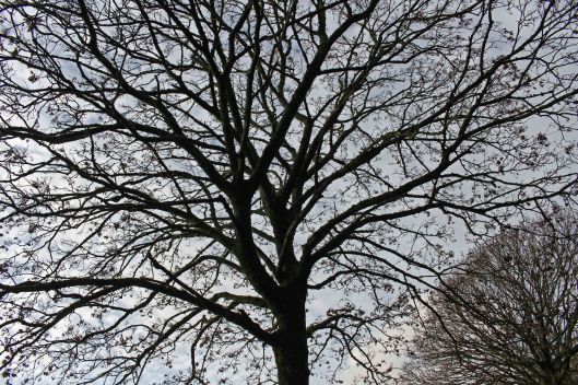 170114-skeleton-tree