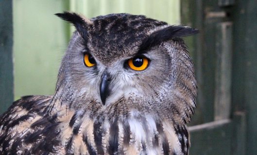 170116-eagle-owl-1