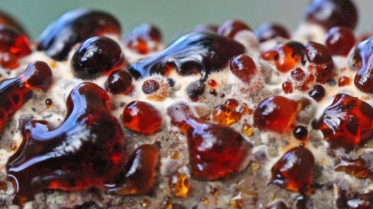 170117-bleeding-broadleaf-crust-4