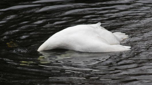 170118-spring-swans-1