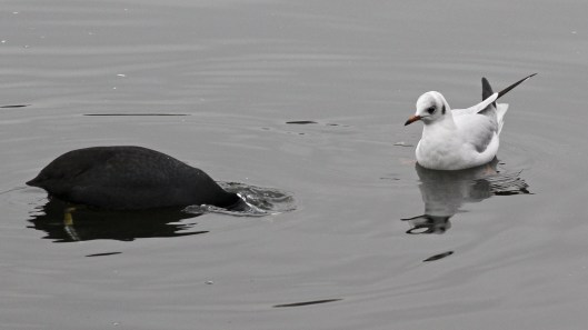 170124-coot-and-gull