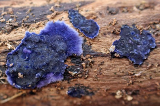 170127-cobalt-crust-terana-caerulea-2