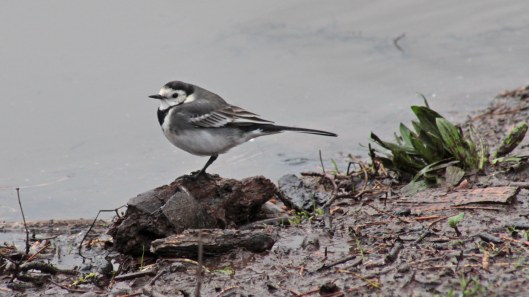 170204-pied-wagtail-1