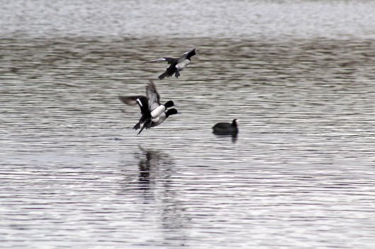 170206-tufted-ducks-landing-on-lake-2