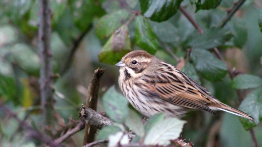170207-reed-bunting-1