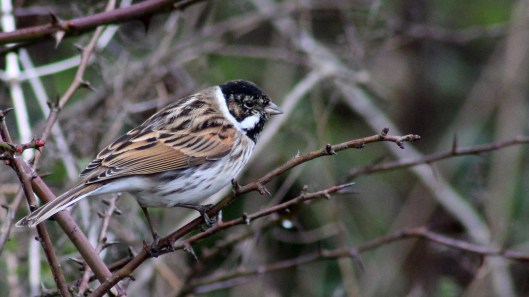 170207-reed-bunting-2