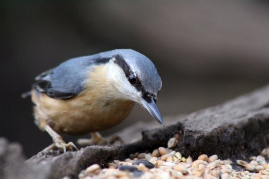 170211-nuthatch
