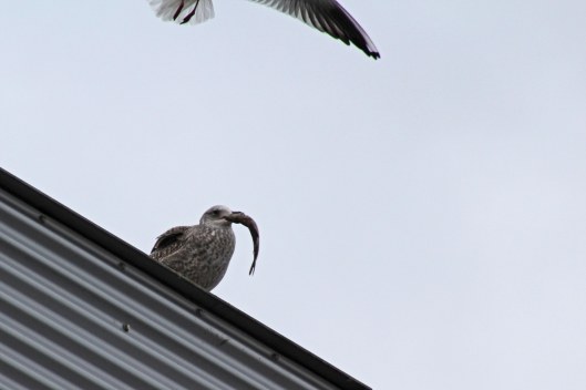 170213-herring-gull-with-fish-2
