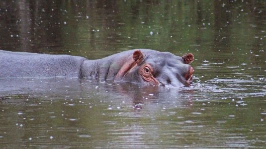 170215-hippopotamus-day-1