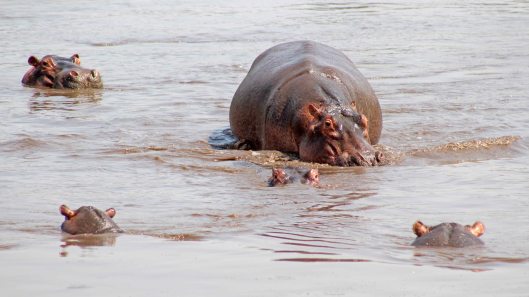 170215-hippopotamus-day-3
