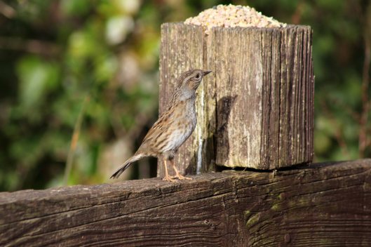 170216-dunnock-3