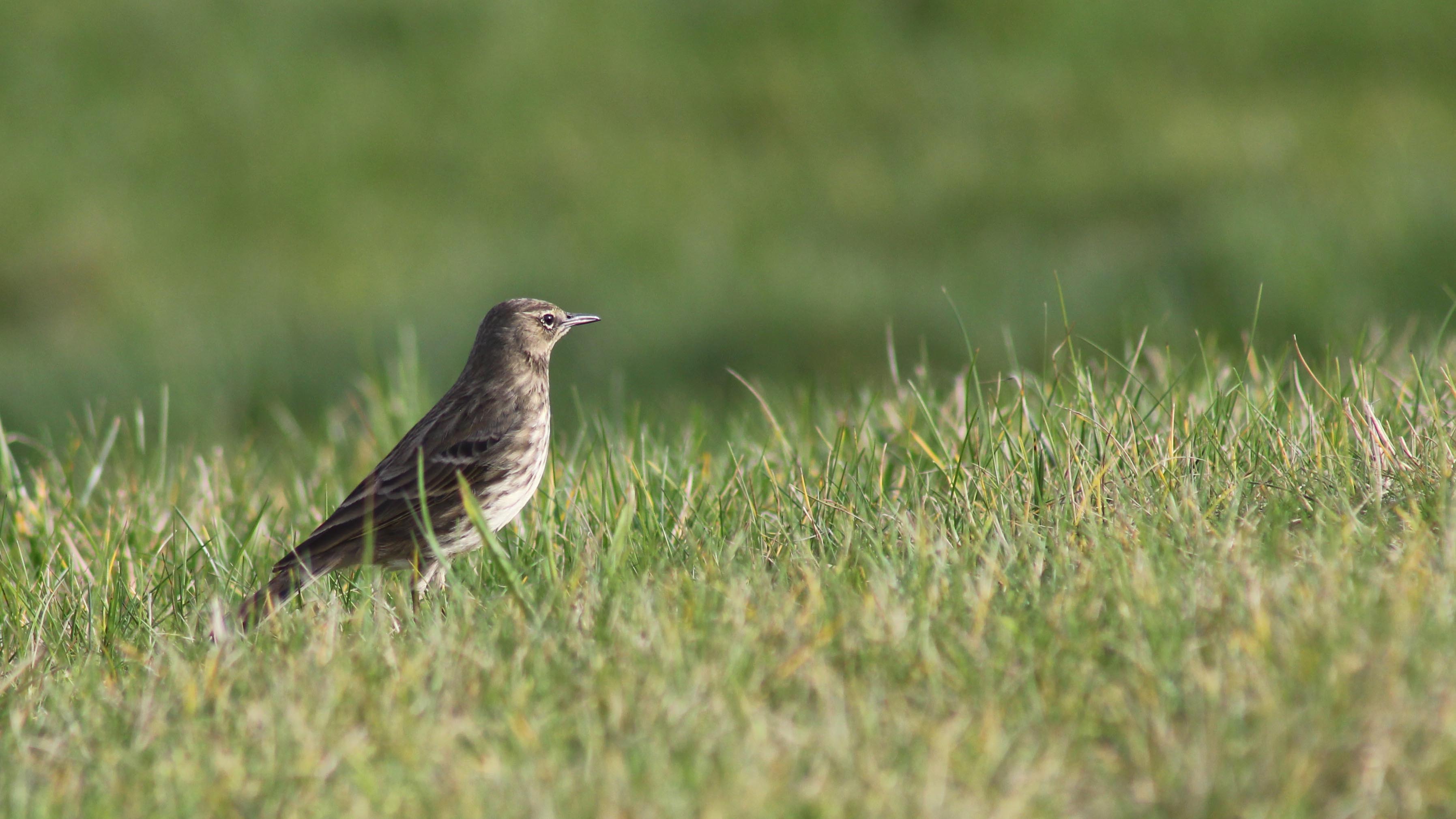 170221-meadow-pipit-2