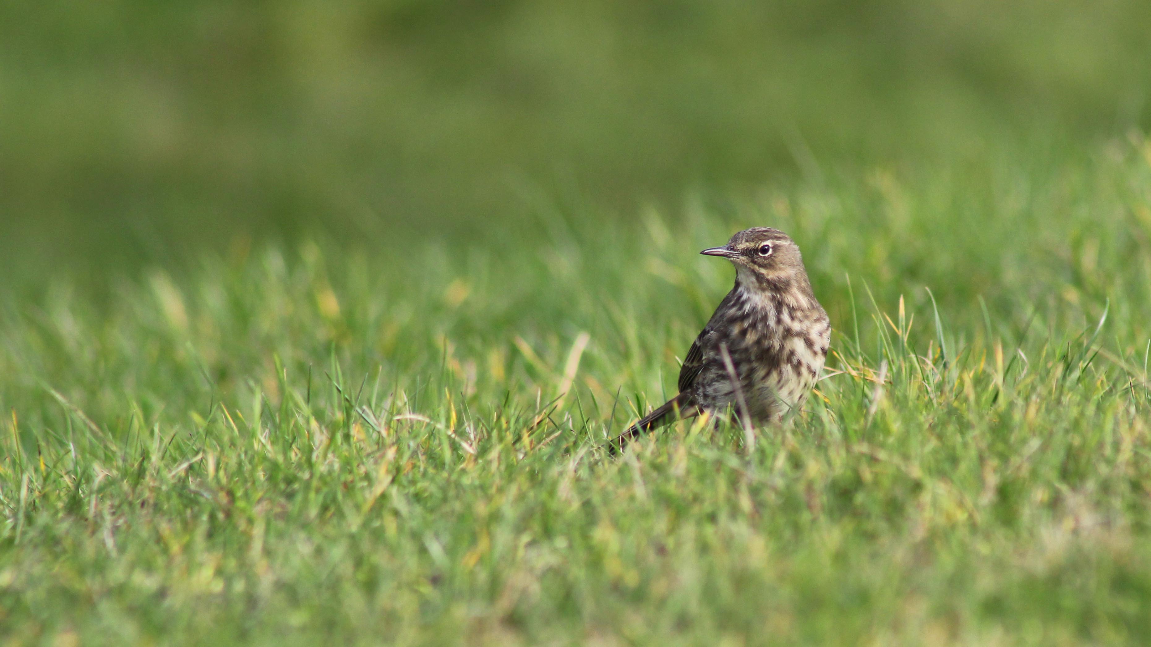 170221-meadow-pipit-3