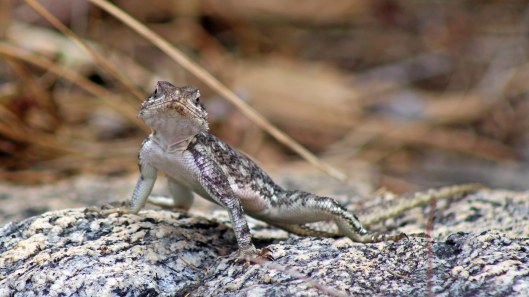 170222-tanzania-lizard-1
