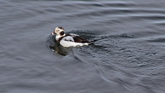 170223-long-tailed-duck-1