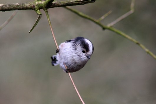 170227-long-tailed-tit-1