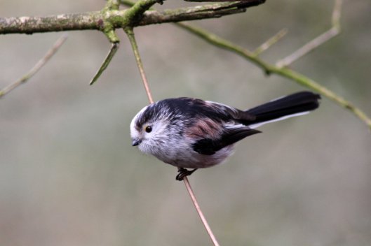 170227-long-tailed-tit-3