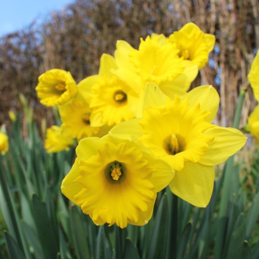 170301-st-davids-day-daffodils