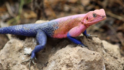 170302-male-agama-lizard-4