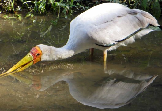 170309-yellow-billed-stork-1