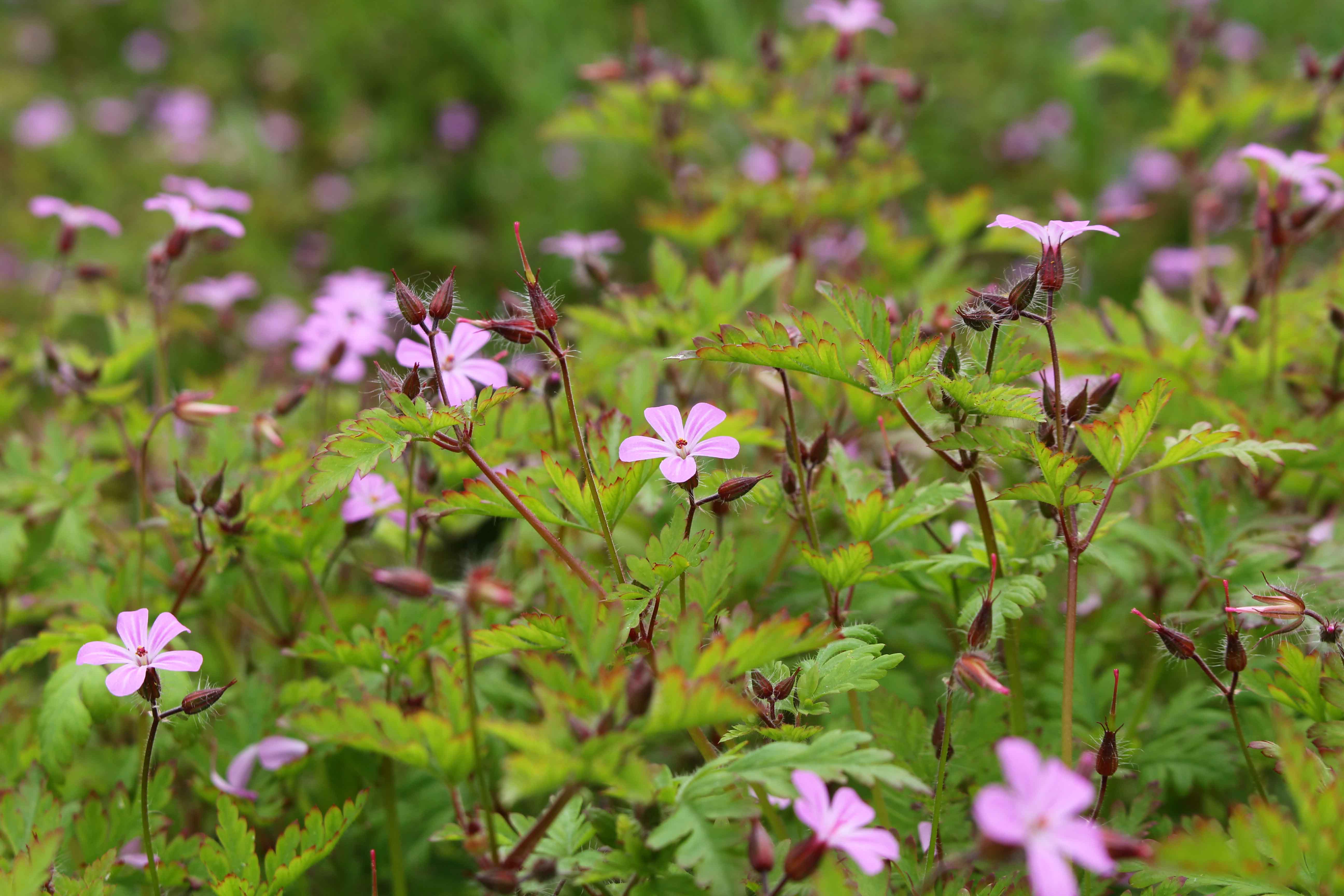 170312 Herb Robert (4)