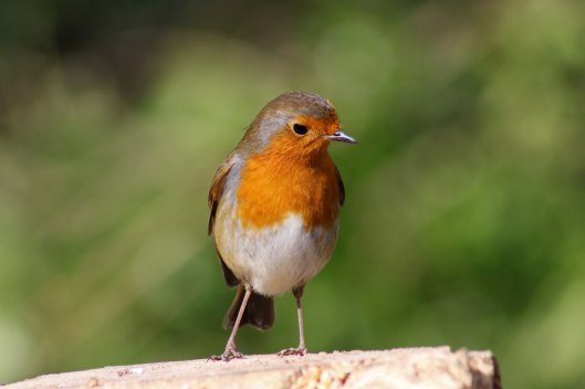 170313-mr-grumpy-robin-1