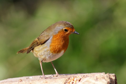 170313-mr-grumpy-robin-6