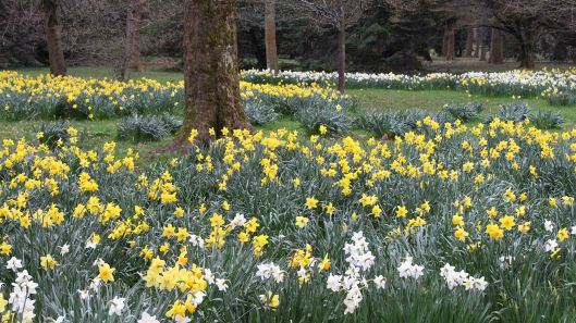 170318 Spring in Bute Park (6)