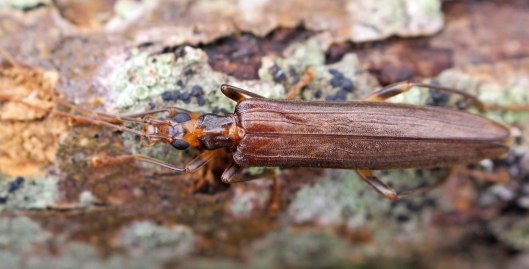 170320 Oedemera (Oncomera) femoralis (1)