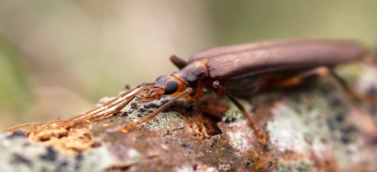 170320 Oedemera (Oncomera) femoralis (3)