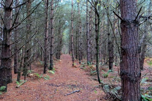 170321 Delamere Forest (2)