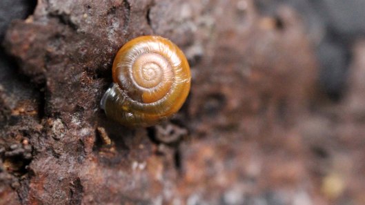 170326 snail Aegopinella nitidula