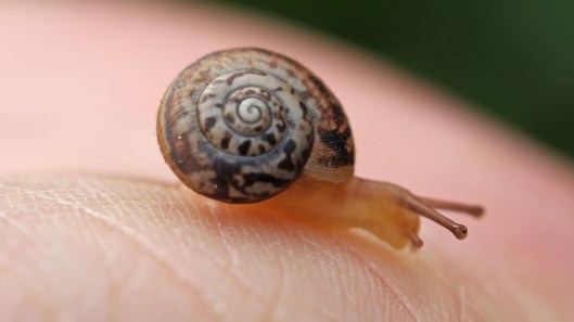 170326 snail Monacha cantiana (3)