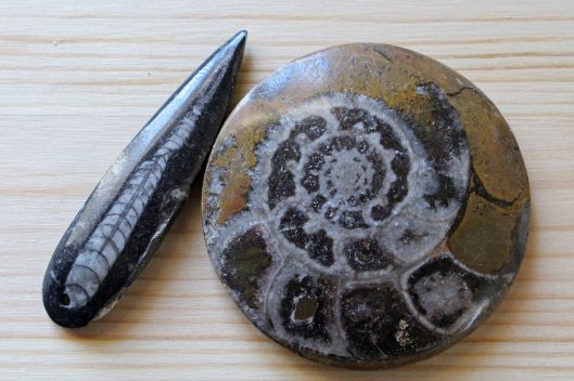 170329 Moroccan fossils (7)