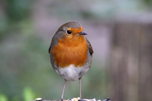 170330 robin redbreast