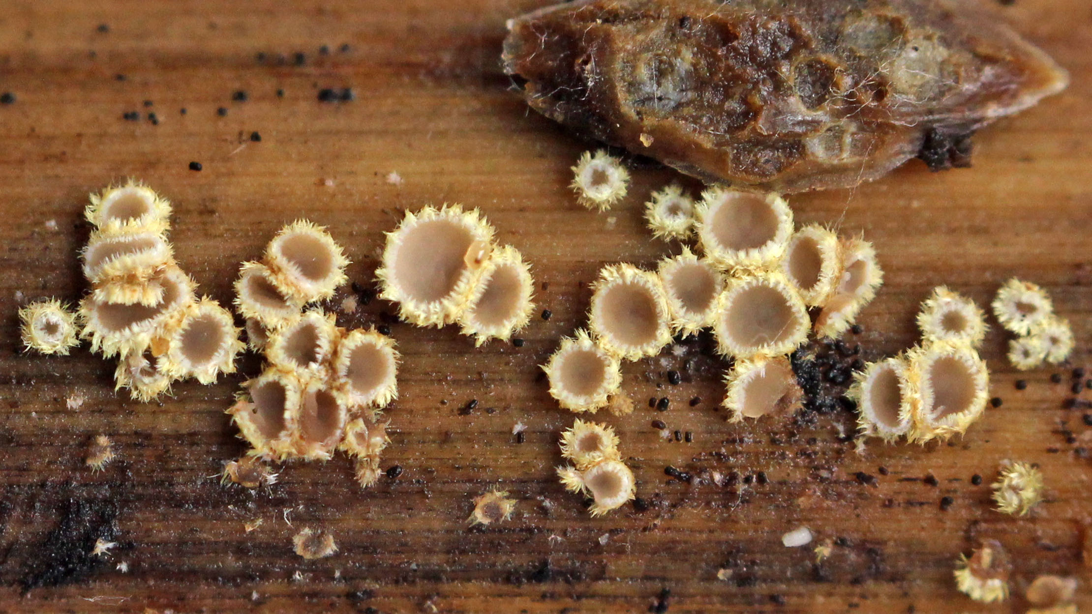 170331 Belonidium mollissimum 17March